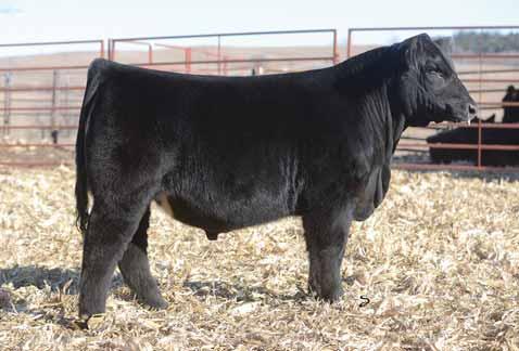 He comes out of a super cow family. His granddam has produced several promotional bulls for us as well as producing the champion steer at the Colorado State Fair in 2015.