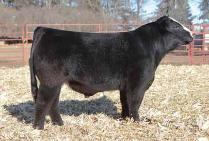 OHL Bellar Catalog 2017.qxp_Layout 1 1/6/17 9:04 AM Page 16 20Black OHL Dang It 8126D Tag: 8126 02.23.2016 1/2 Sim & Maine/Angus 91 lbs. 710 lbs.