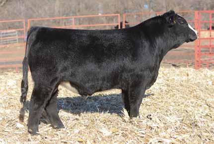 You could not ask for a better pedigree with Steel Force, Irish Whiskey, and Lut. These bulls weaned off at 735 pounds (lot 20) and 726 pounds (lot 21).