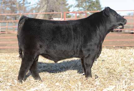 OHL Bellar Catalog 2017.qxp_Layout 1 1/6/17 9:04 AM Page 18 26 OHL Drifter 4223D Tag: 4223 02.23.2016 Black Angus 76 lbs. 708 lbs.