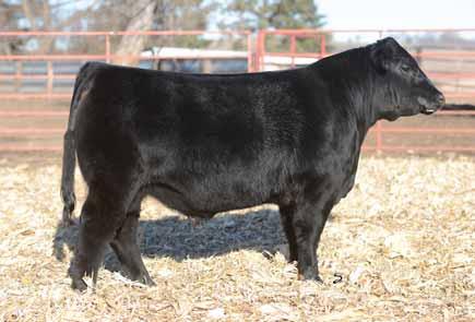 SVF STEEL FORCE OHL COOL WHIP 307N CNS Dream On L186 SVF Sheza Beauty L901 Whiplash OHL Bubbles 807H The dam to this bull is our Cool Whip cow which is also the dam to lot 7.