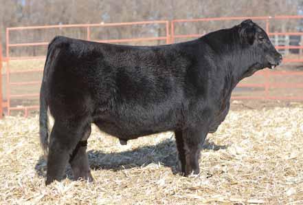 She is also the dam to lots 5 and 19 in the sale. He has done a remarkable job for us over the years. This bull is so soft made and big hipped and flexible on the move.