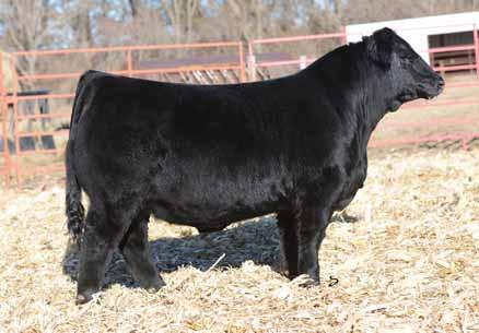 We kept a half brother, OHL Howdy, to this bull a few years back and can tell you that the females are exceptional. 30Black OHL Double Down 7142D Tag: 7142 03.29.2016 3/8 Sim & 5/8 Angus 94 lbs.