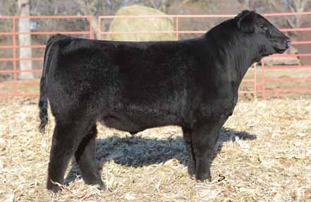 vigor in your calf crop, this one fits the bill. His dam is a first calf heifer that was sired by Steel Force and out of a Saugahatchee dam.