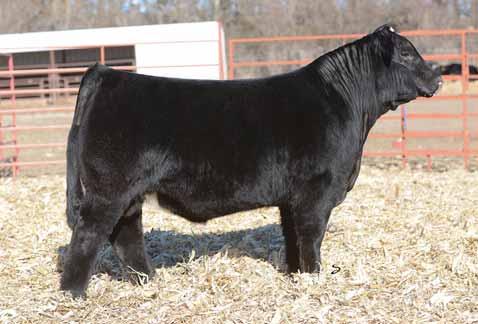 Once again we are excited to offer 2 very ourstanding Steel Force sons and these two prove once again this mating works. We have had repeat buyers on these bulls the last two years now.