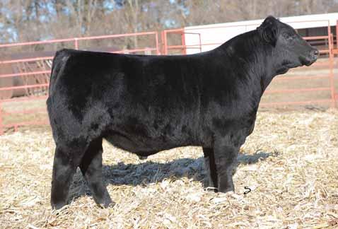 This bull s full brothers have averaged $7,750. He is so complete is tough to fault anything about him. He is big topped, long bodied, soggy made and walks like a cat.