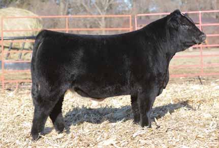 Here is a three-quater blood angus bull whose style and structural correctness are sure to catch your eye.