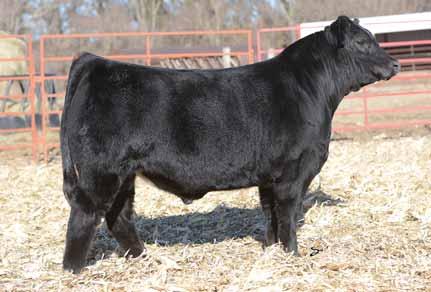 His dam and granddam are loaded with performance so we expect him to pass that along to his offspring. 42DOST Winchester Tag: 102X 03.02.2016 Black 50% Sim & 50% Angus BW Oct 15 WW 80 lbs. 810 lbs.