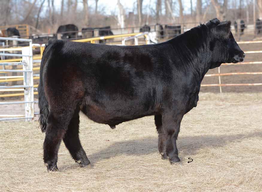 OHL Bellar Catalog 2017.qxp_Layout 1 1/6/17 9:04 AM Page 26 45 45 BEF Deal Me In 32D 32D 03.08.2016 Black 50% Simmental & 50% Maine WLE BIG DEAL (2743620) SVF Steel Force Shawnee Miss 770P 81 lbs.