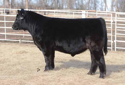 Working on every bull we have used. This bull will be a true breeding piece. Lot 46 and 47 are full brothers. Lot 46 is the fancier of the two.