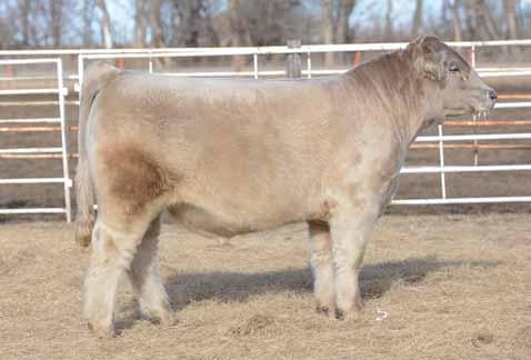 OHL Bellar Catalog 2017.qxp_Layout 1 1/6/17 9:04 AM Page 28 48 Silver WR MR ALL DAY BEF All Day 24D 24D 03.05.2016 Composite Charolais 80 lbs. 775 lbs.