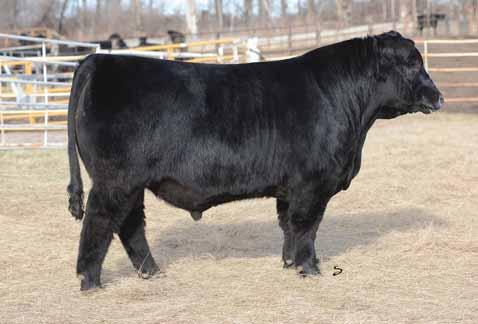 If you are looking for a little more maturity, this bull will fit your bill! A Chiangus bull that was bred in the Ned Ellis herd. A true breeding piece here.