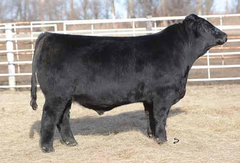 This black baldy is the fancier of these brothers, Lot 51 and 52. He still has good belly shape an dis so good at the ground. THF & PHAF.