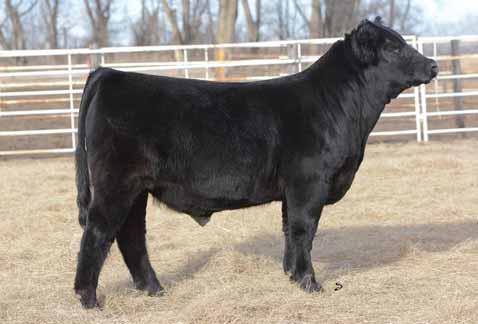 The dam of this bull was purchased as a bred heifer from Ryan Wendt last February.