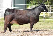 You will want to keep all his daughters. THF & PHAF. Dam of Lot 54. BEF Big Deal 72D 55 72D 03.26.2015 Black 50% Sim & 25% Maine 87 lbs. 665 lbs.