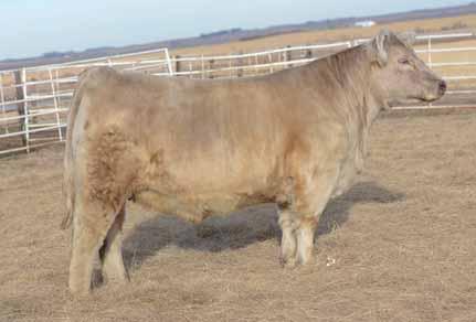 OHL Bellar Catalog 2017.qxp_Layout 1 1/6/17 9:04 AM Page 34 59 579C 03.15.2015 Composite Charolais MONTE MONTANA (AICA M746189) MONOPOLY X ROCK STAR X ANGUS AI d 06.01.2016 to No Worries; examined safe.