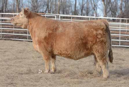 Great Chiangus opportunity folks. This female is one of soundest truest moving females you will find. This will be a female to base a program around. 61 Miss Dakota Gold 452B 05.06.