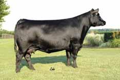 The HCA May 85 cow has been one of the lead donors for Cherry Knoll Farms in Pennsylvania for many years. The Classen sired cattle have left a huge mark in the Angus breed.