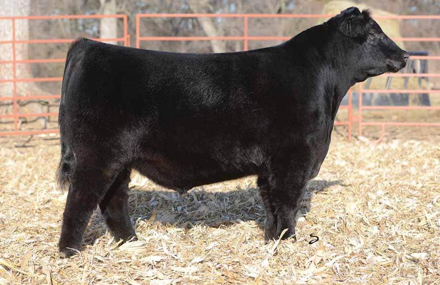 OHL Bellar Catalog 2017.qxp_Layout 1 1/6/17 9:04 AM Page 5 2 2 OHL Digby 417-5D Tag: 417-5 03.05.2016 Black Angus 73 lbs. 680 lbs.