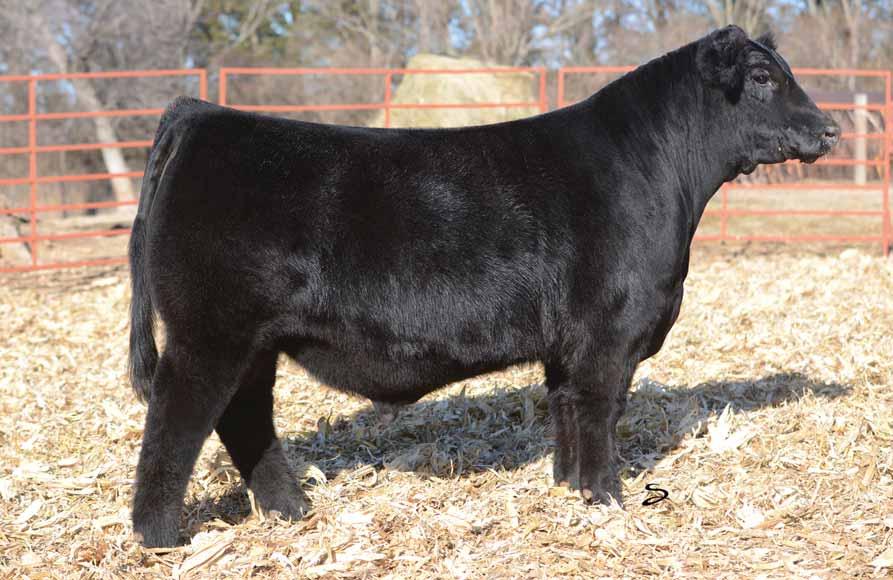 OHL Bellar Catalog 2017.qxp_Layout 1 1/6/17 9:04 AM Page 7 4 Full brother to Lot 4. 4 OHL Dump Truck 9166D Tag: 9166 03.12.2016 Black Angus 95 lbs. 873 lbs.