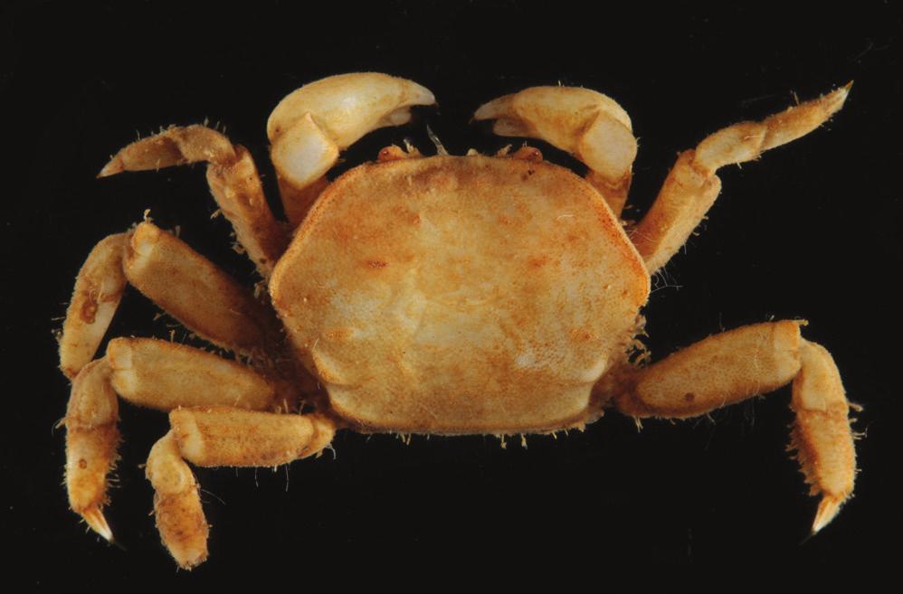 Naruse et al: New camptandriid crab from Sabah, Malaysia Fig. 1. Live colouration of Exagorium fidelisi, new genus & species. Holotype, IPMB-Cr 08.1, 7.6 10.6 mm. relatively wide.
