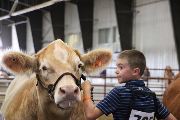 Page 6 Clark County 4-H Clover Graham Homestead Project Rally & QA MARCH 10, 2018 from 10 AM to 4 PM Live Animals on Display (Hogs, Cattle, Sheep, & Goats) Selection/Evaluation Specialists on hand