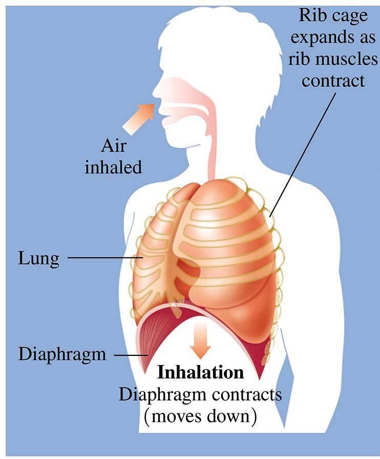 FYI PV relationship in Breathing Inhalation (Inspiration) The process of taking a breath begins when the diaphragm contracts, causing an increase in the volume of the lungs.
