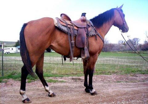Patterned on barrels, loves to trail ride. Would make an excellent ranch gelding. Loads, clips, baths, does showmanship.