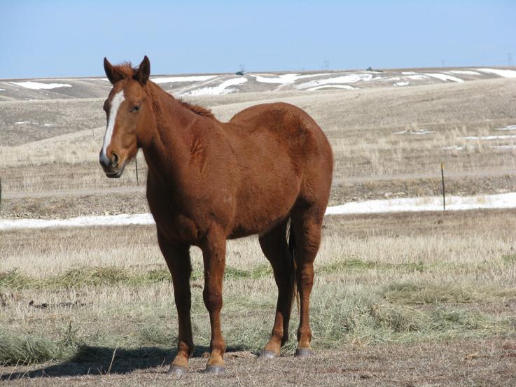 HIP 82 JD 04 Grade Brown Gelding Alan Bemis Chinook, MT Green broke and has been used for one calving and branding season. Needs an experienced rider, good prospect for trail, ranch and roping.