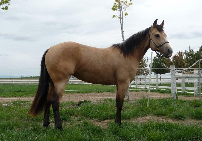 HIP 108 Kid 2003 Grade Bay QH Cross Gelding Jarret Nelson New Plymouth, ID Easy to shoe, heads or heels, lead changes, loads in the trailer easily, rides doubles, good in water, rides in hackamore