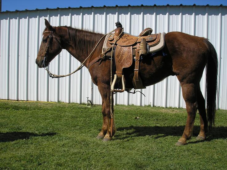 Own son of Doc O Dynamite out of Paddys Irish Whiskey mare, he has been ridden on the S Ranch his entire life and has lots of cattle worked and roped on him. Easy-moving, cowy, and a ability.