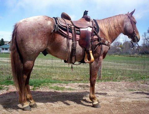 He has been ranched and roped on. Trail/parade ridden, worked rodeos, turned back cattle and a competitor at ranch rodeos and competitions.