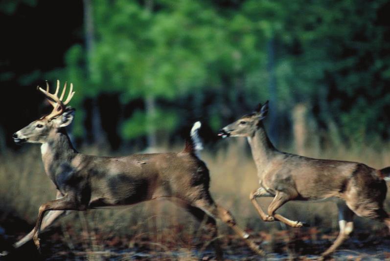 * In the case of no hunter reaching the three (3) doe minimum, a maximum of three (3) either sex licenses will be made available for purchase by lottery drawing.
