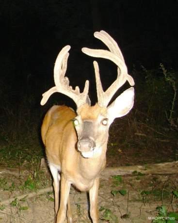 Antlers Physiology Bone Begin growing in March:Stop growing in September Shed in