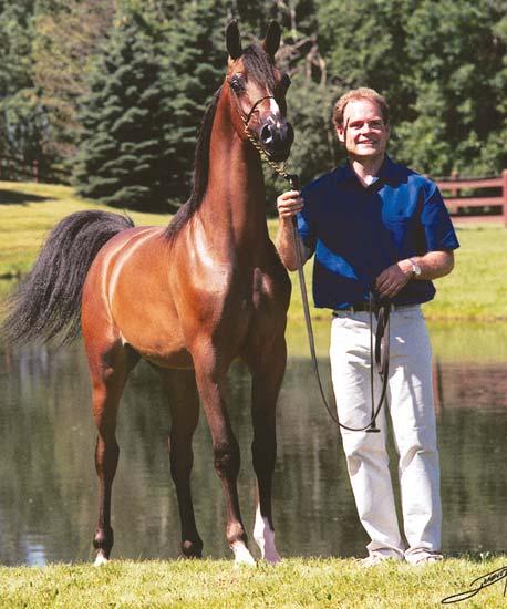 Kendall Marie DDA (Showkayce x SC Zimpatique), pictured with trainer Jeff Schall, was 2003 Region 10 Breeders Sweepstakes Champion Yearling Filly, Region 8 Breeders Sweepstakes Reserve Champion