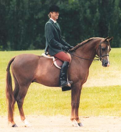 saddle classes, as well as in the hunter and jumper division.