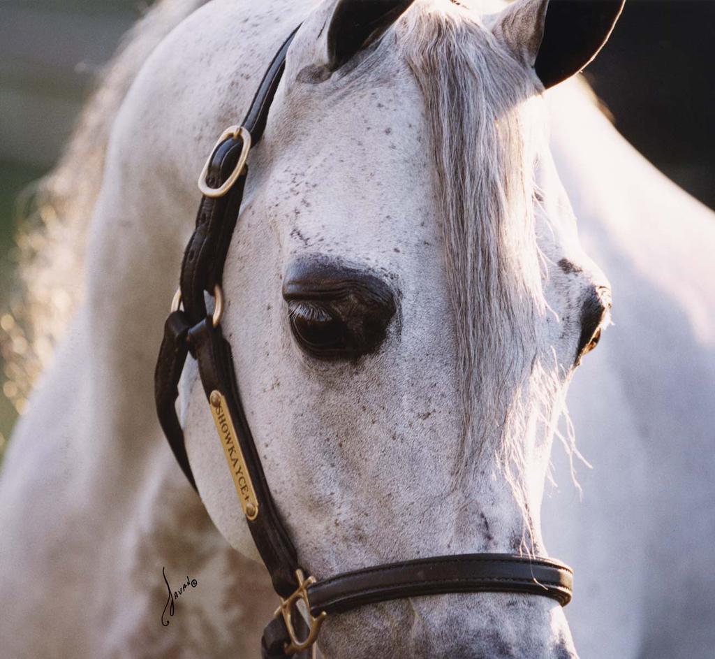 above: Head stallion at Day Dream Arabians, Showkayce (Fame VF x Kay).