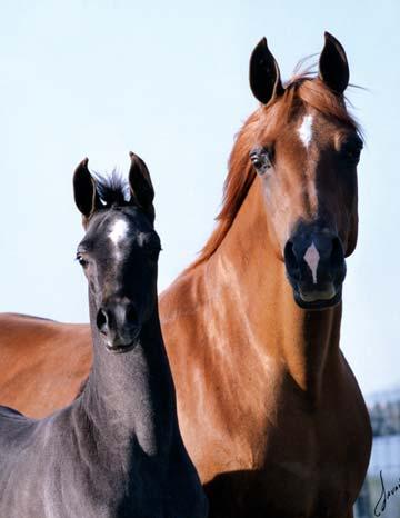 He has nine Arabian Horse World Sires of Significance and 11 National Champions in his pedigree, but most important to me is his mare line, which gives a stallion the ability to consistently