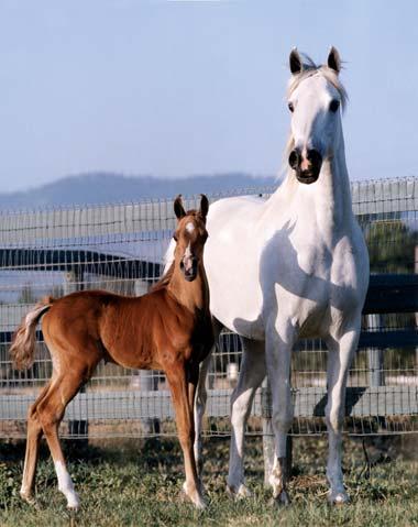 While I ve never had more than nine foals a year, and usually it s more like six to nine which is not a big breeding program we have had National contenders at the top levels of the game every year
