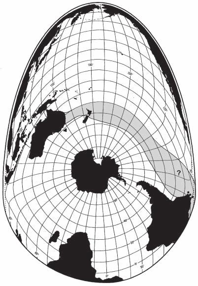 Figure 3. Black petrel. Grey shaded areas are an assessment of the general distribution range for the bulk of the population.