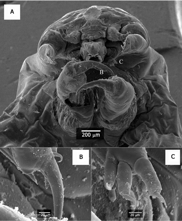 dissecting scope Coleman (10-40x). Two specimens were examined under scanning electron microscopy (SEM) to reveal anatomical characteristics. Terminology conforms to that of Boxshall & Halsey (2004).