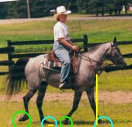 The circles indicate the left fore and right hind are traveling together and the left hind and right fore are traveling together. If it deviates in front of the shoulder it tending toward the pace.