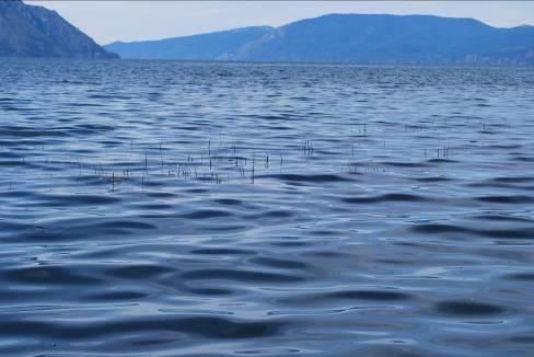 Early Detection Rapid Response Opportunity Flathead Lake ~2,000 ac