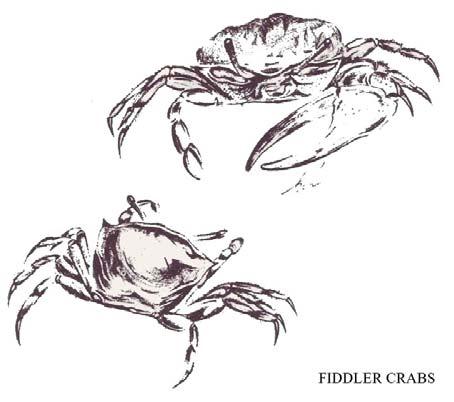 other. This claw looks like a fiddle. During mating season, the male crabs wave these large claws to challenge the other males.