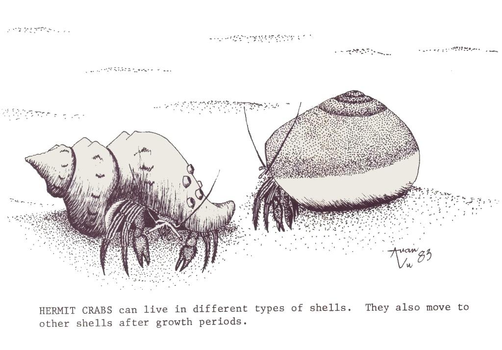 The hermit crab, Jefferson decided, was one of his favorite invertebrates, particularly after his grandfather helped him to find several that day on the beach.