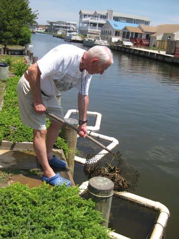 Gardening Gardening refers to any small scale activity which grows shellfish on a temporary non-reef structure.