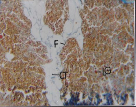 Part 3 Size specific histological details in