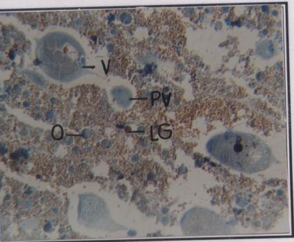 Part 4 Size specific histological details in