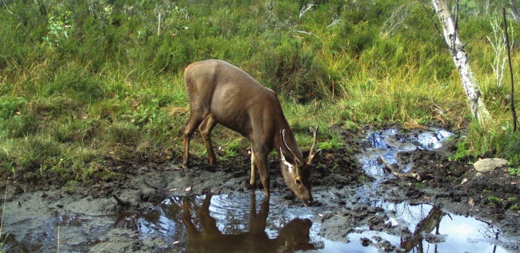Synopsis of Perceptions about Introduced Deer among Park Management Ranger Staff across the Australian Alps A Final Report to