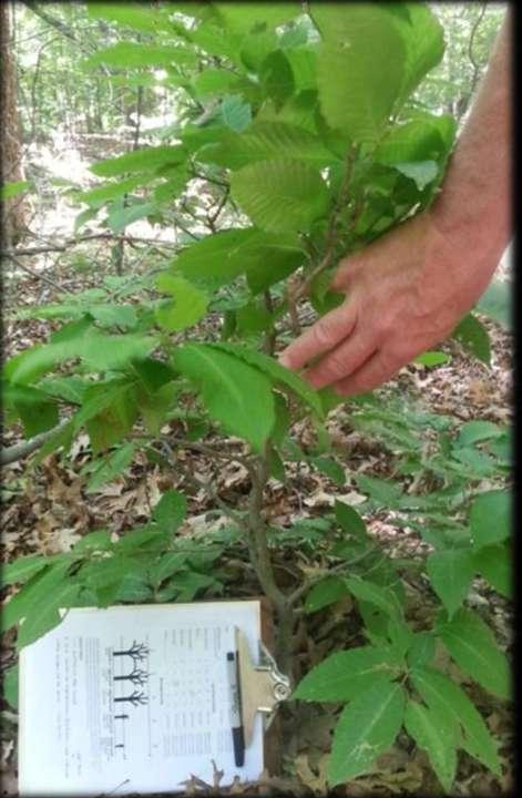 American Beech (a low/moderate preference food